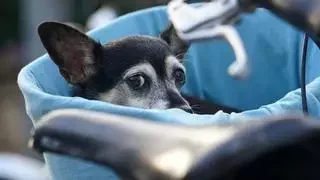 Ya ha entrado en vigor: multas de hasta 50.000 euros por dejar al perro en la terraza según la Ley de Bienestar Animal